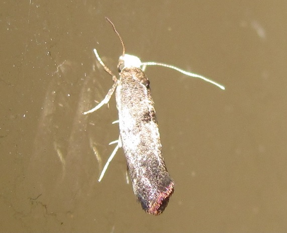 Swammer.damia pyrella (Yponomeutidae)? S